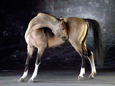 Voor een soepel los flexibel paard